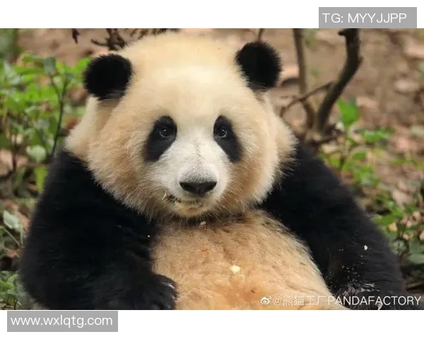 熊猫工厂足球：探索中国足球的崛起与未来发展之路